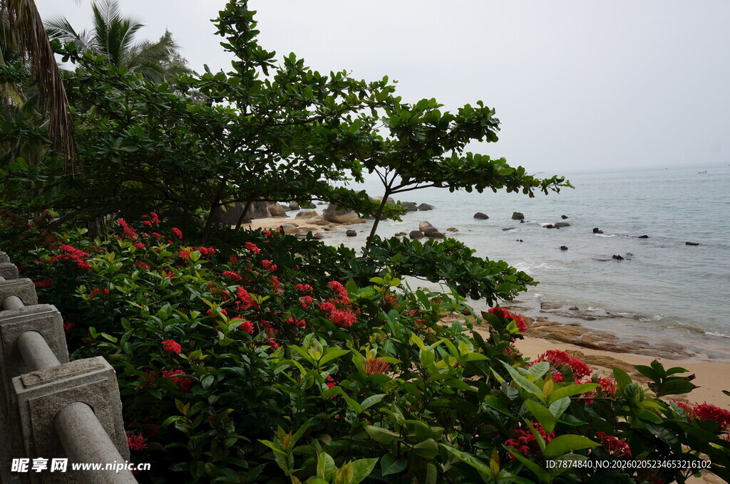 三亚海边繁花绿树美景