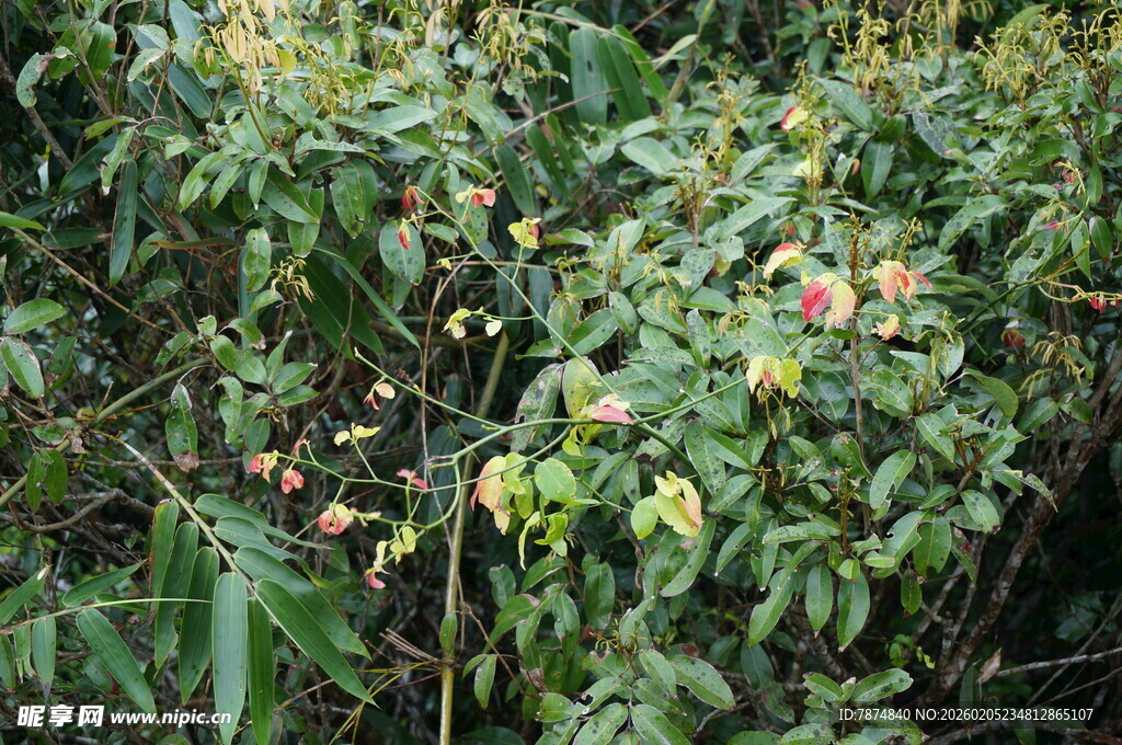 三亚繁茂绿植中的娇艳花朵