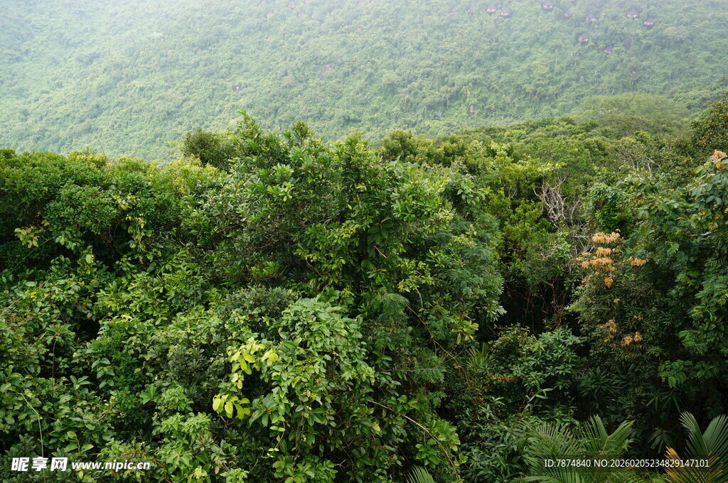 三亚翠绿繁茂的柑橘种植园
