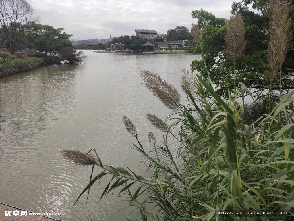 河畔芦苇与宁静河水景观