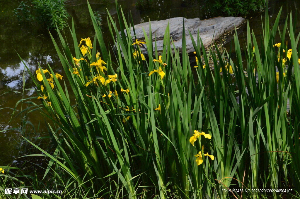黄菖蒲  