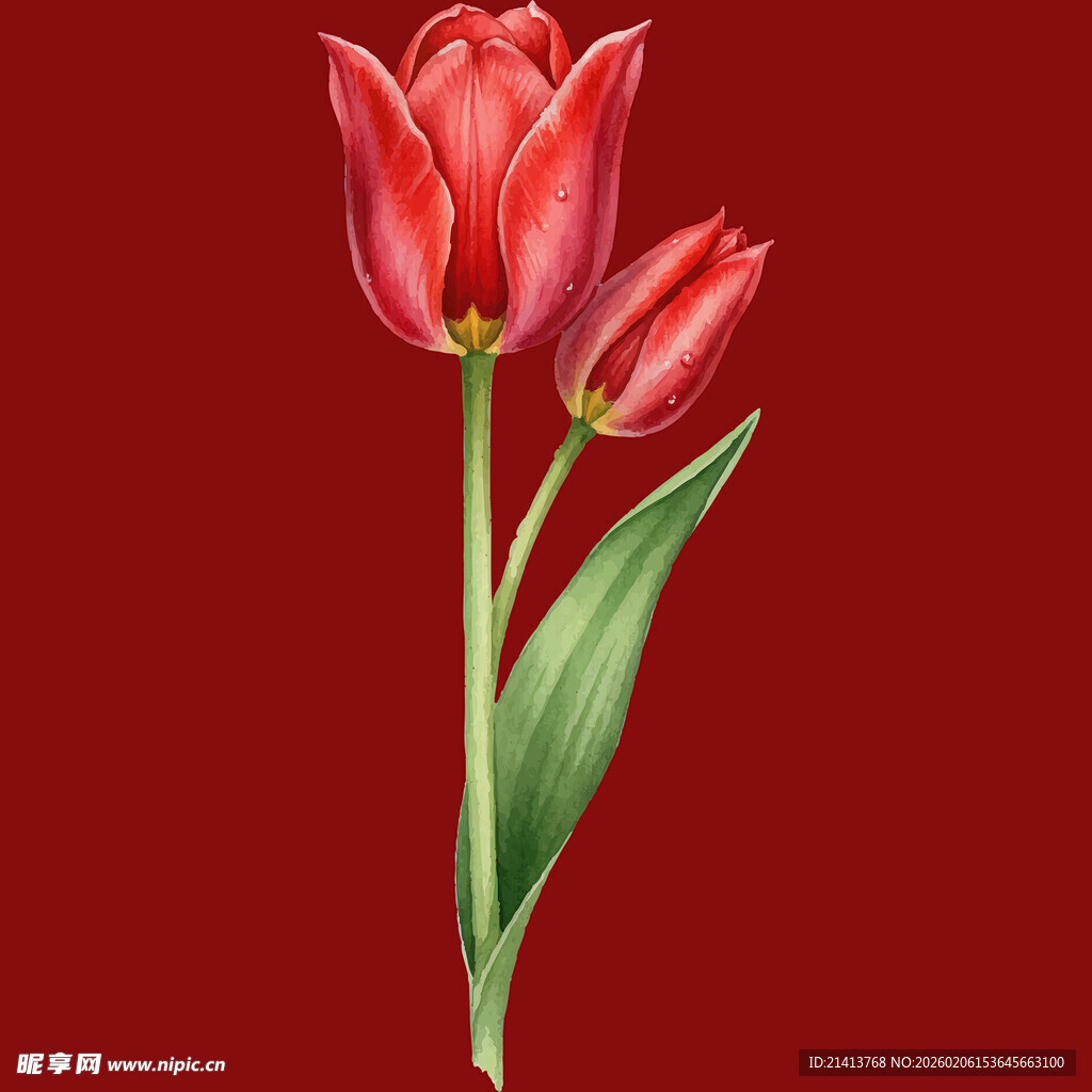 红色郁金香花卉特写