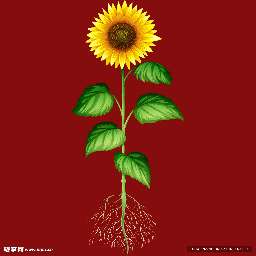红色背景下的向日葵植株