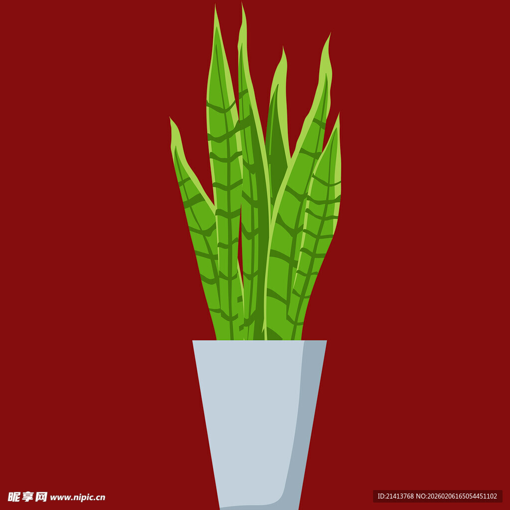 简约风虎皮兰盆栽插画