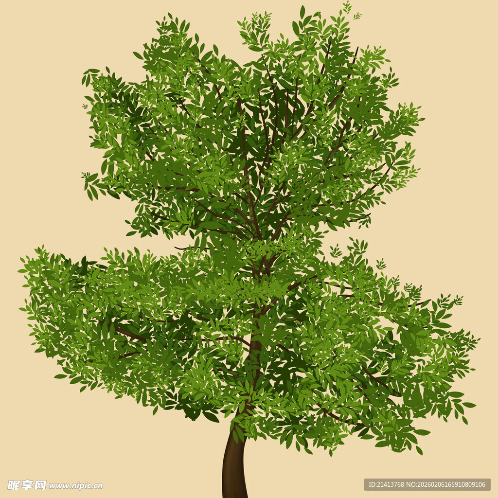 绿叶繁茂的单棵树木