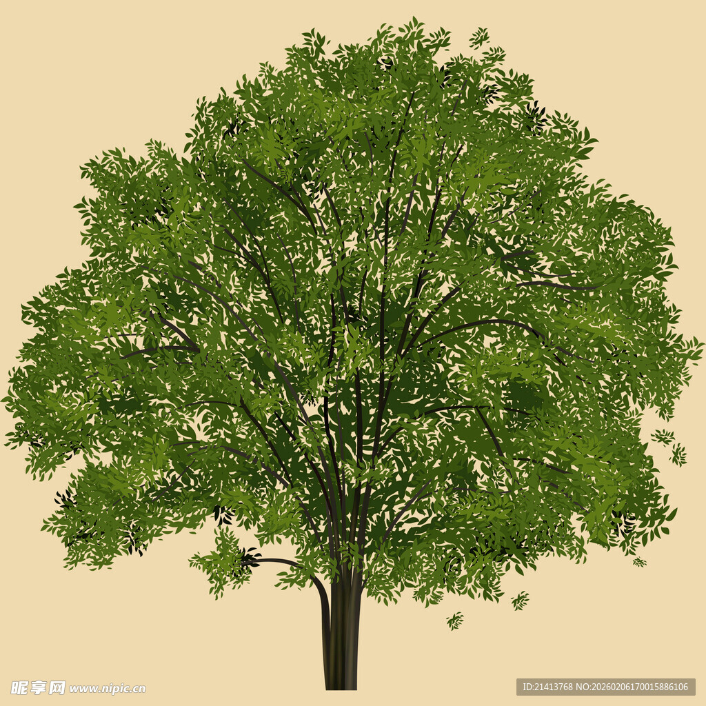 单棵茂盛绿树特写