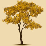 秋日金黄单树景观