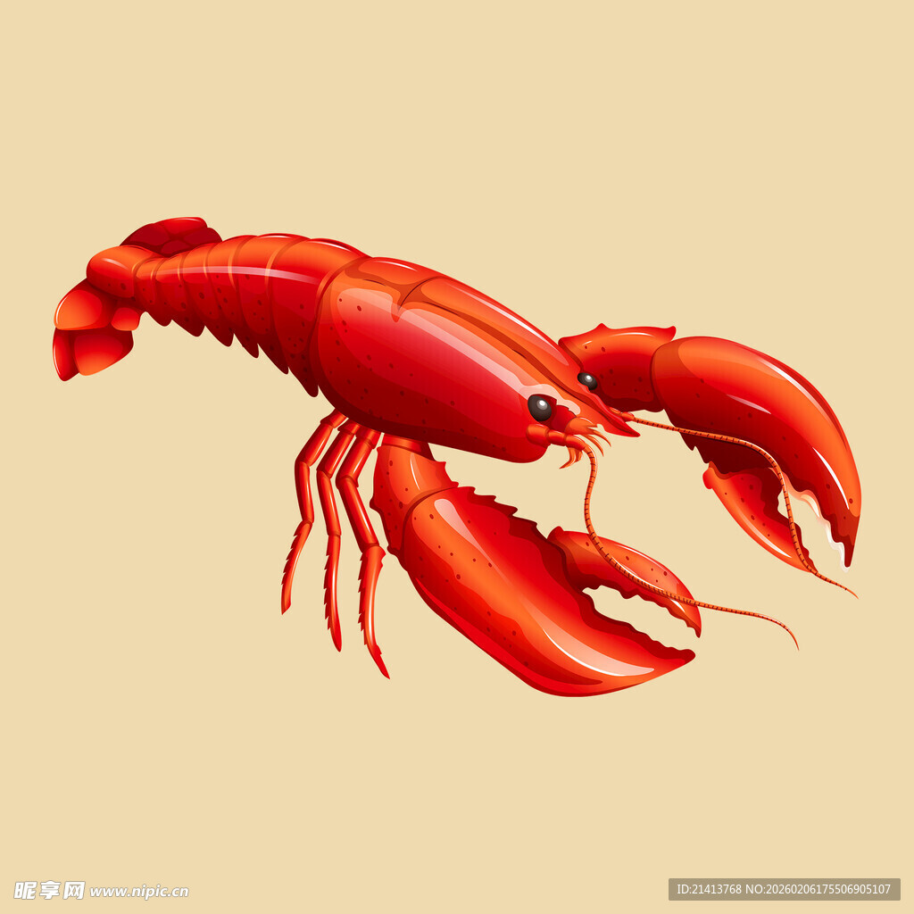 红色大龙虾插画