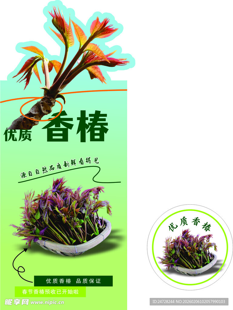 香椿蔬菜种子宣传图