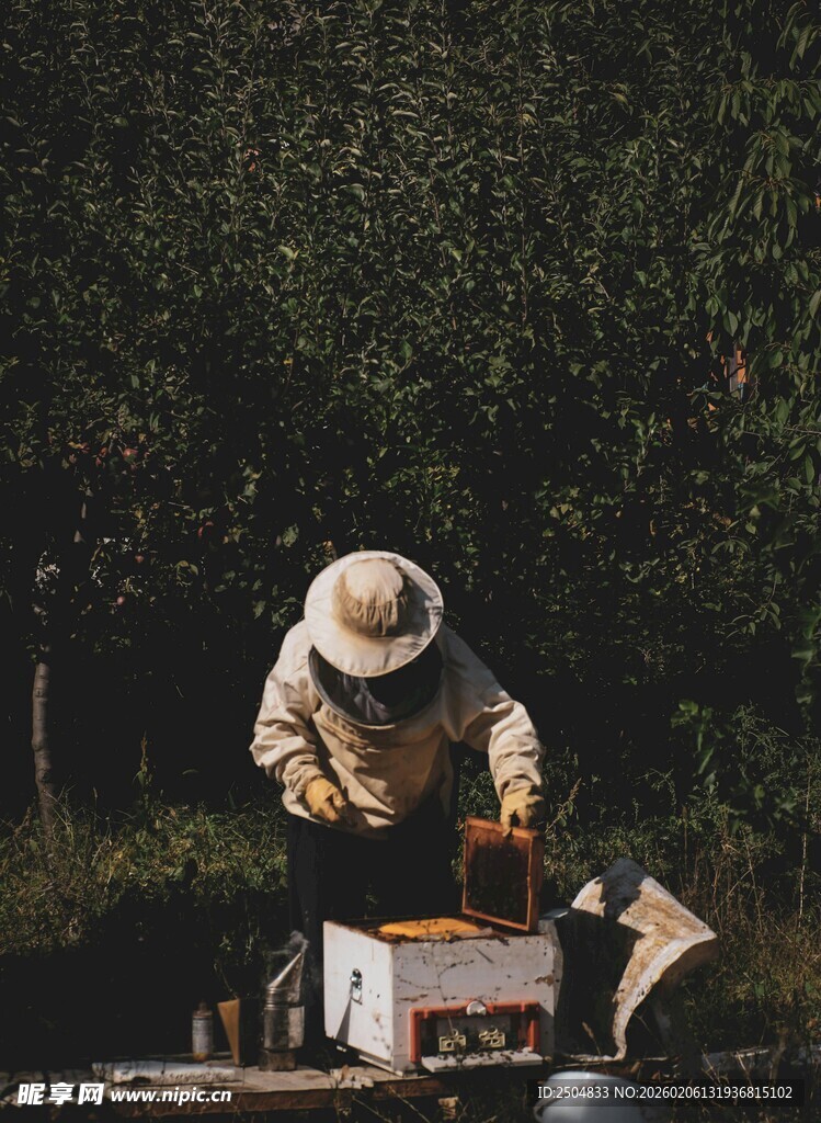 养蜂人专注检查蜂箱