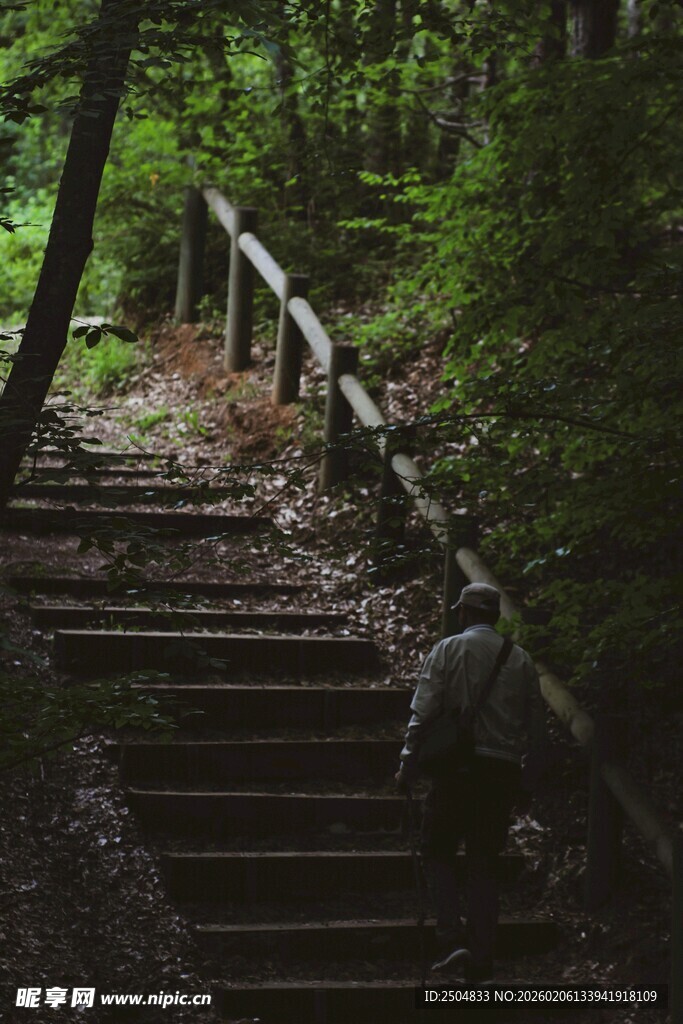 林间木质阶梯 静谧自然景