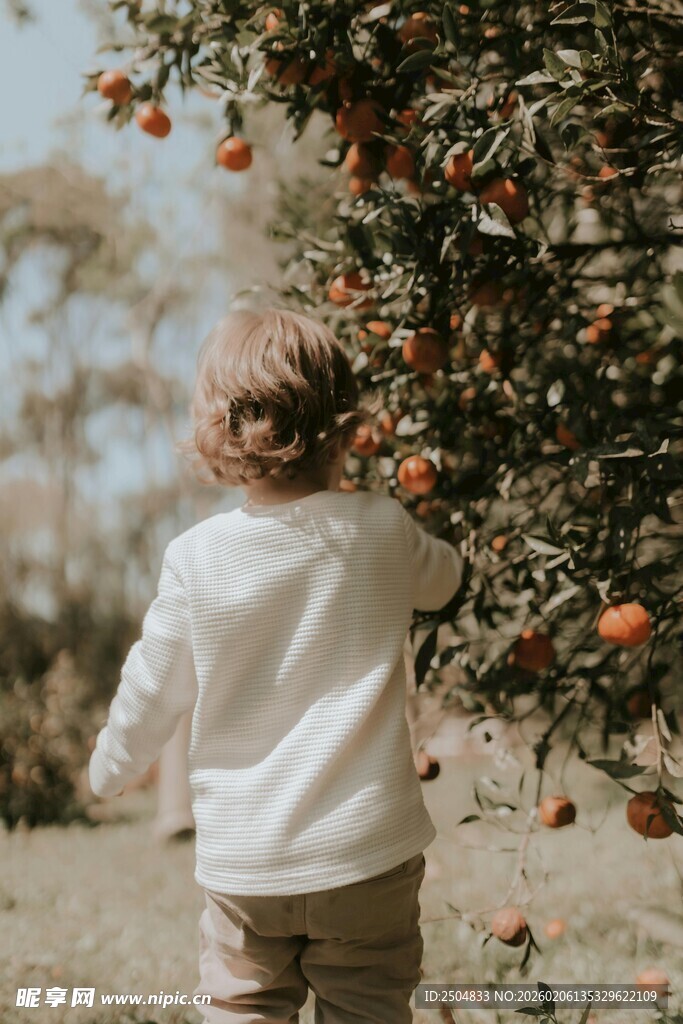 小孩果园摘果温馨瞬间