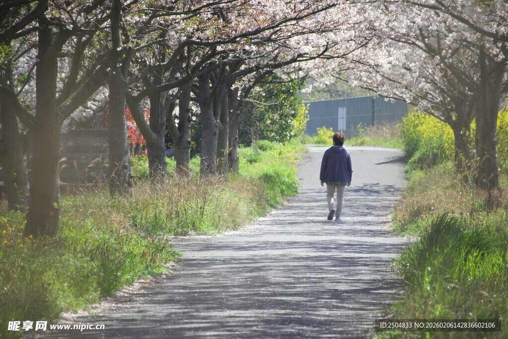 漫步樱花小道的独行者