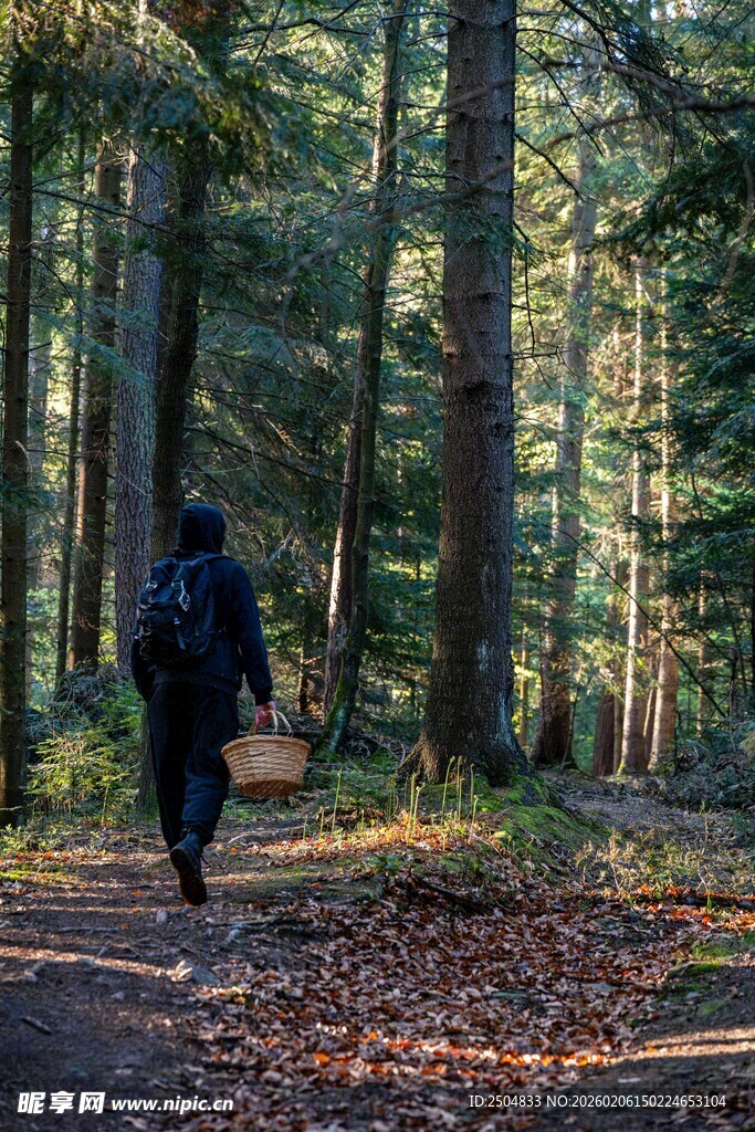 漫步秋日森林小径