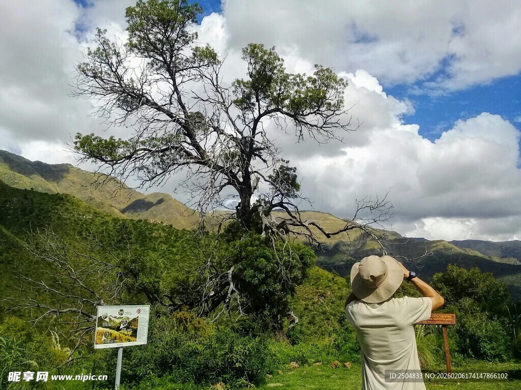 摄影师拍摄山间孤树景象