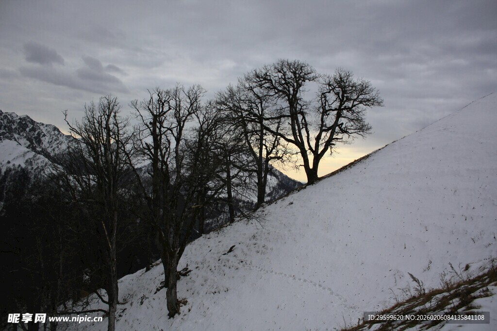 冬日雪坡上的萧瑟树木