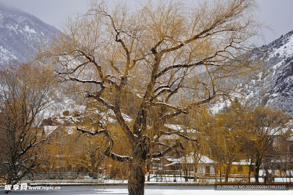 冬日湖畔枯树与远山美景