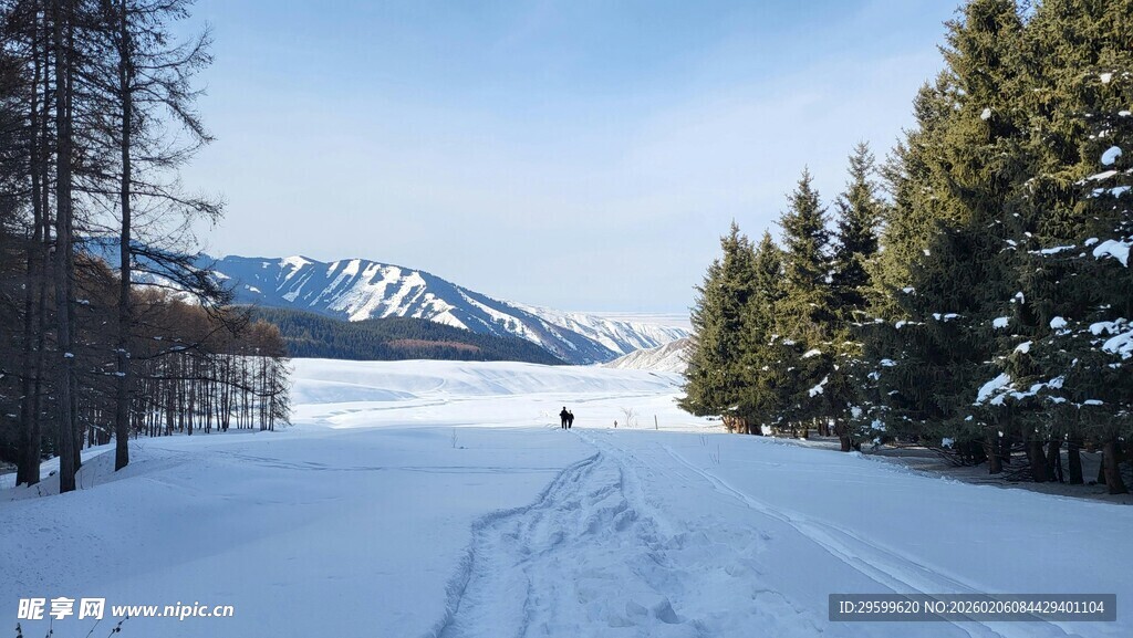 冬日雪地林间的静谧景象