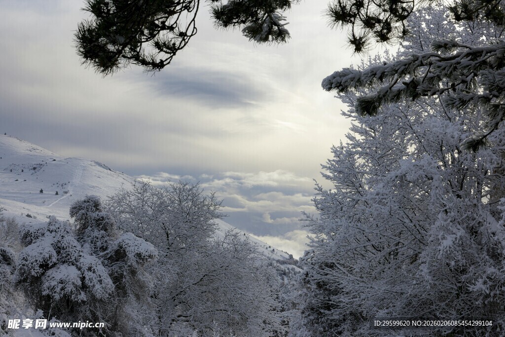 冬日雪景中的树木景观
