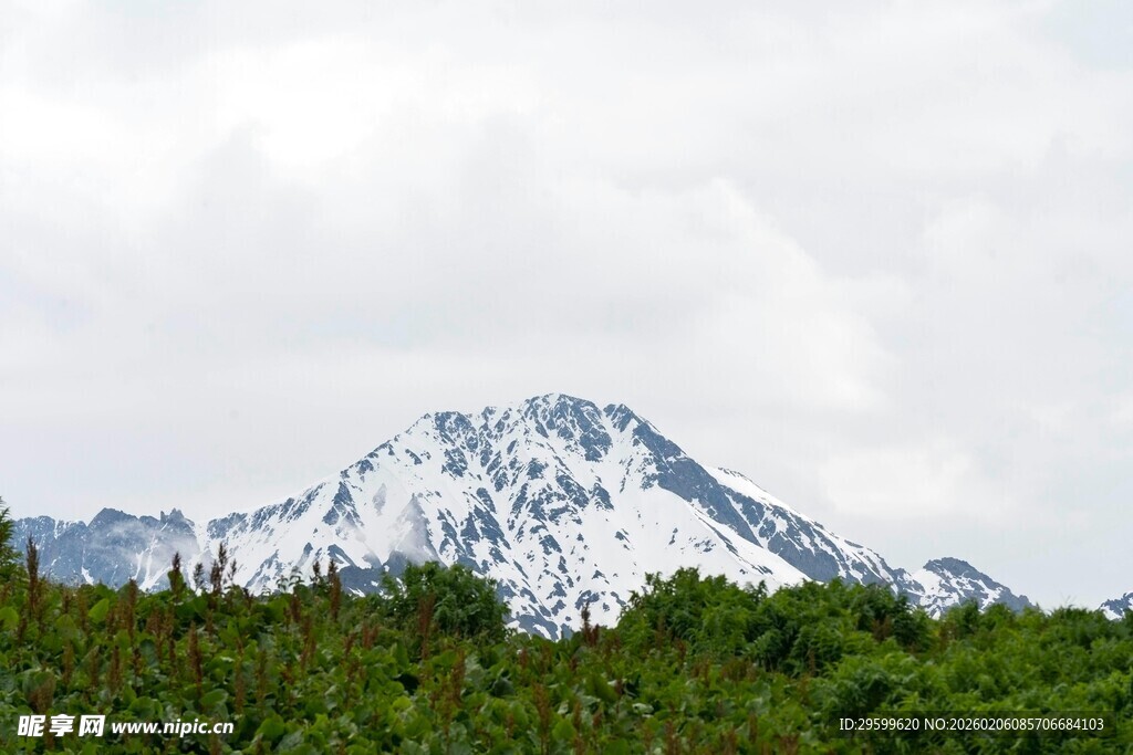 雪山下的葱郁植被