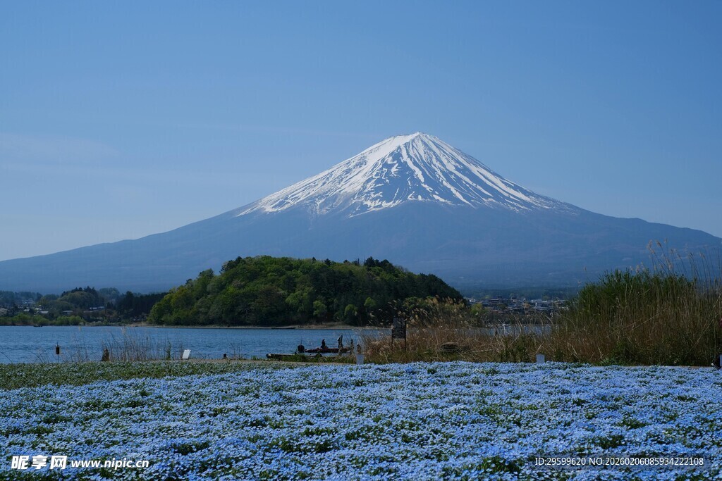 富士山下烂漫花海美景