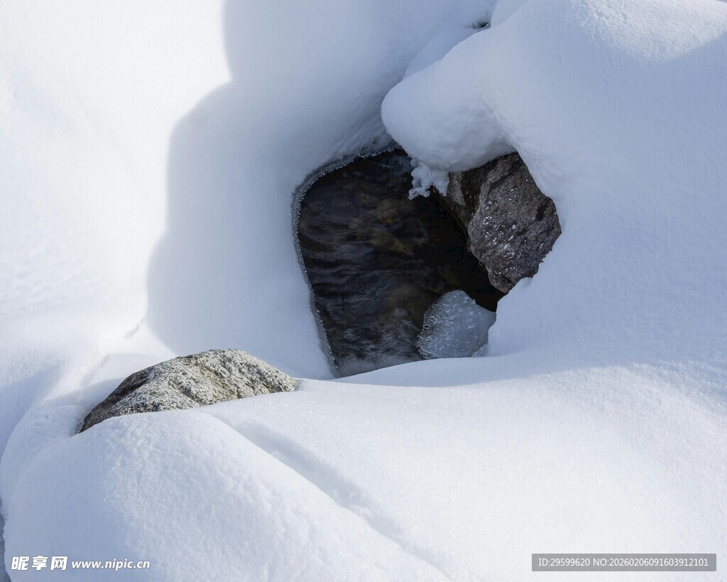 雪中蜷缩的猫咪