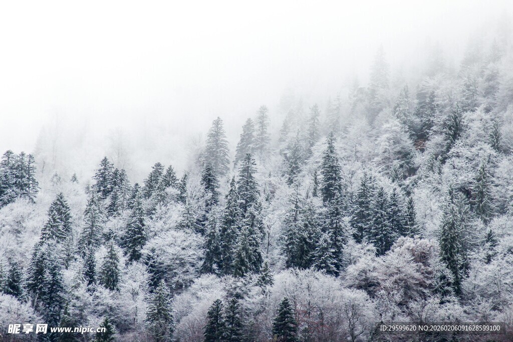 雪覆山林的静谧冬日景象