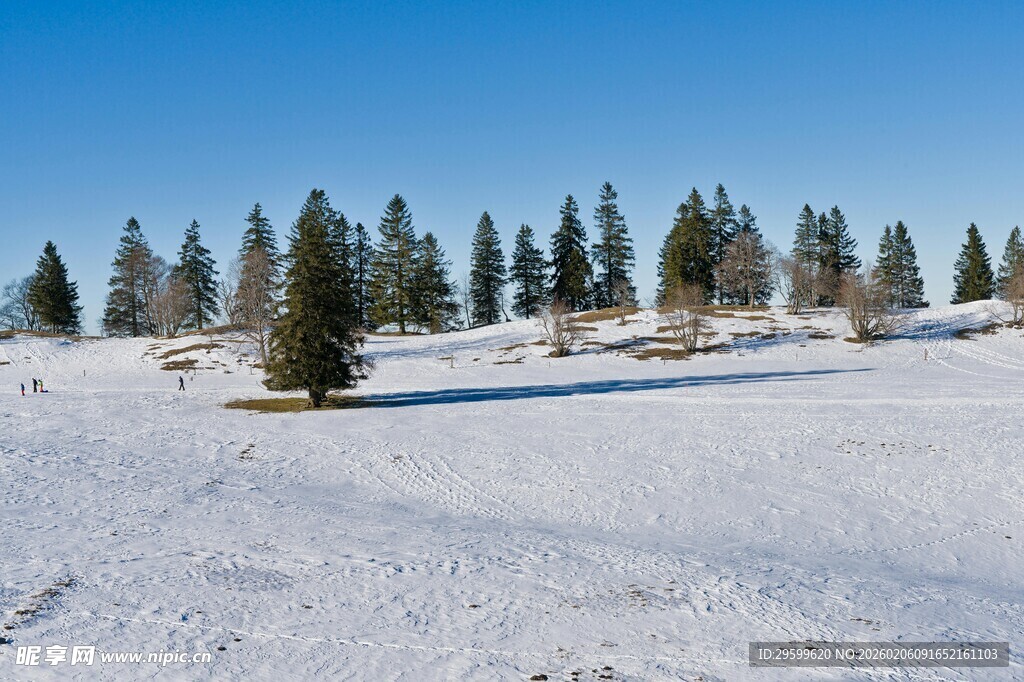 冬日雪野中的松树林