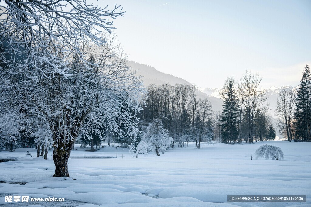 冬日雪景中的静谧树林