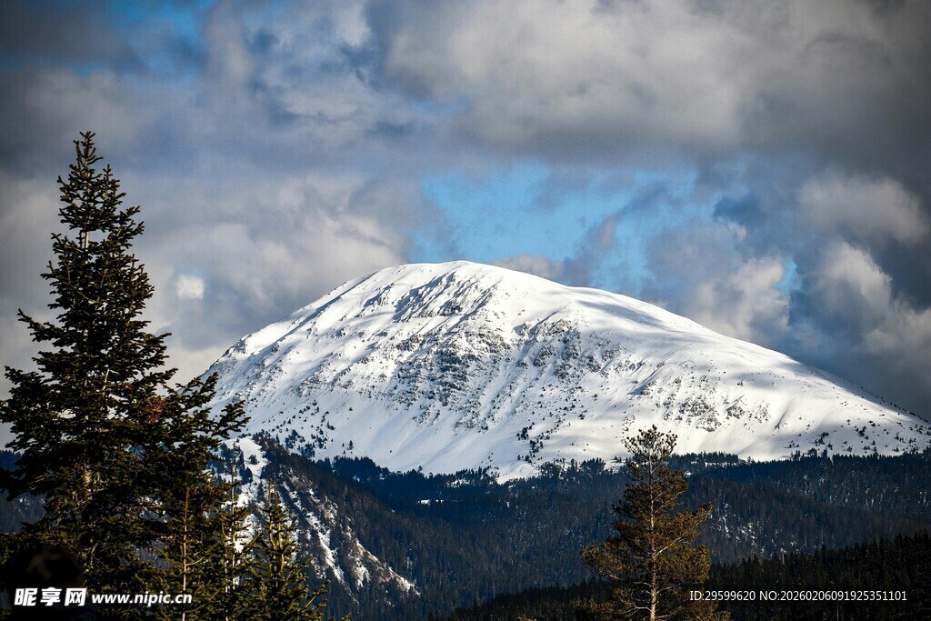 雪山松林美景