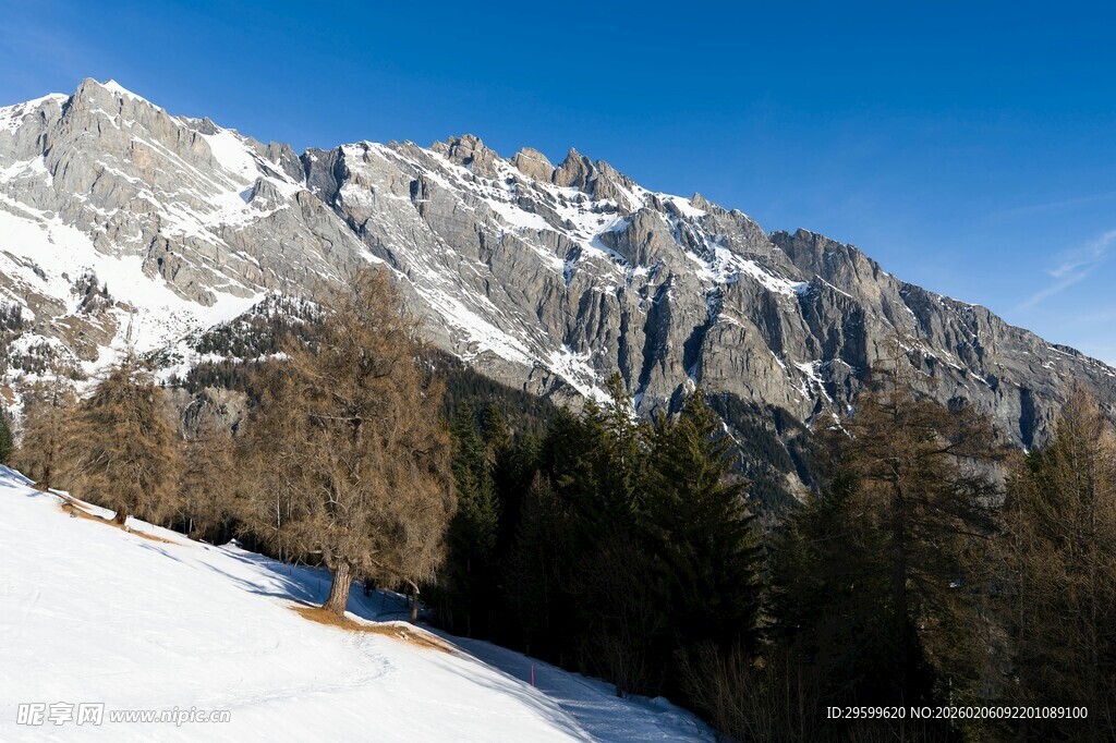 雪山松林美景