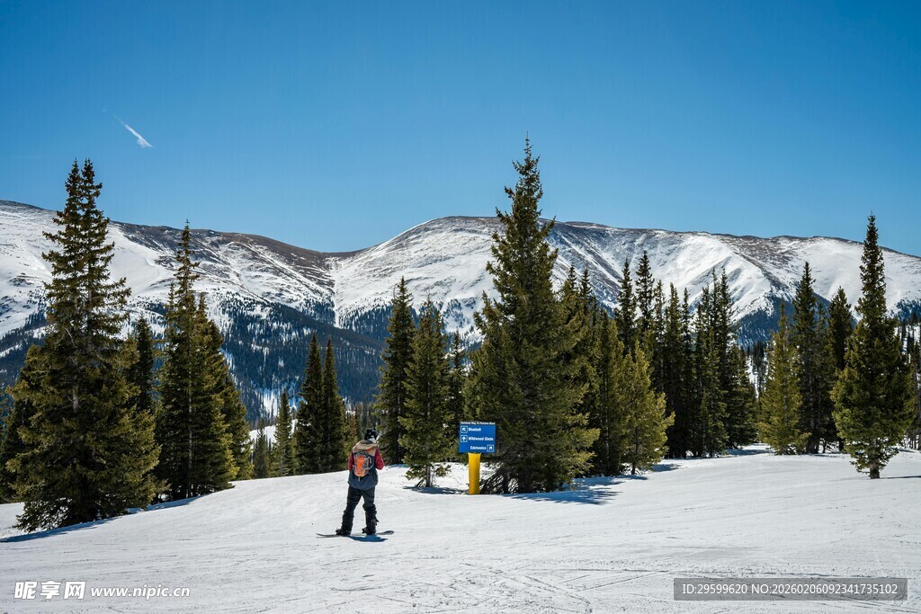 雪山松林间的滑雪场景