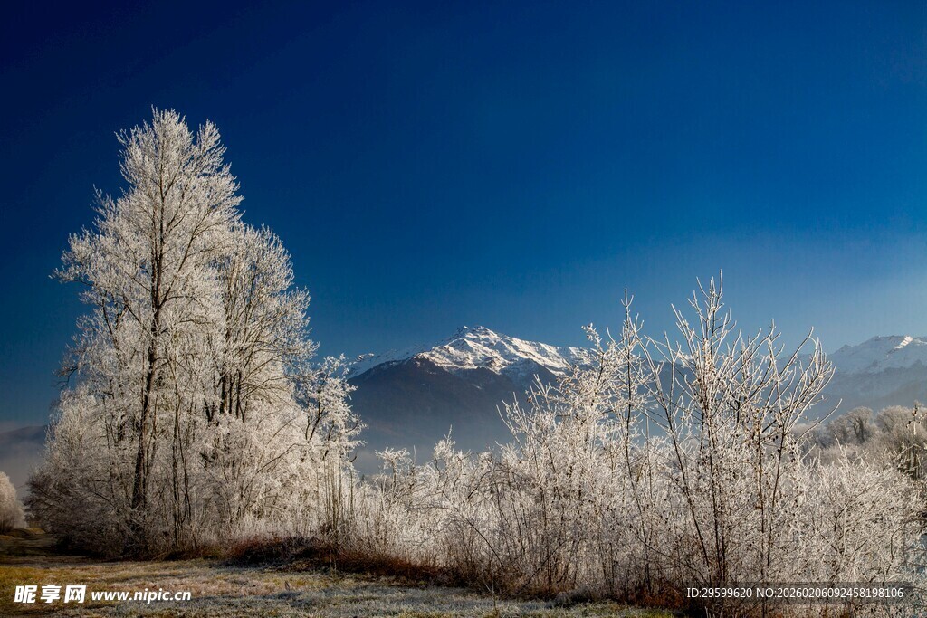 冬日雪覆树林与远山美景