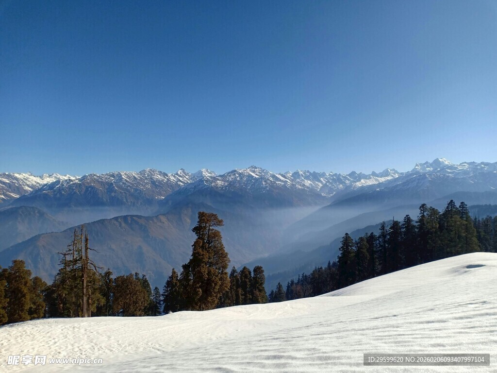 雪山松林间的壮丽景致