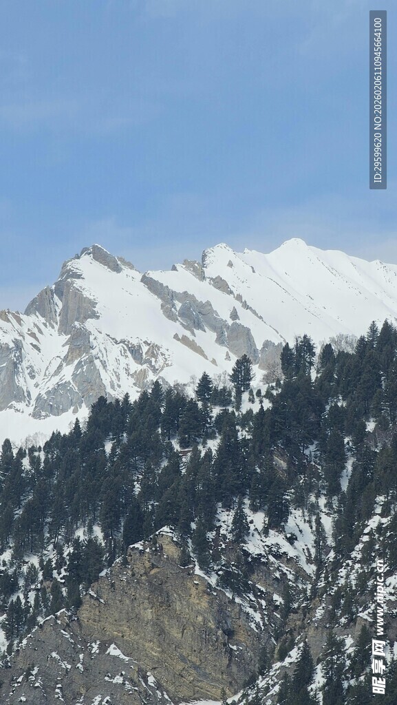雪山松林壮丽自然景观