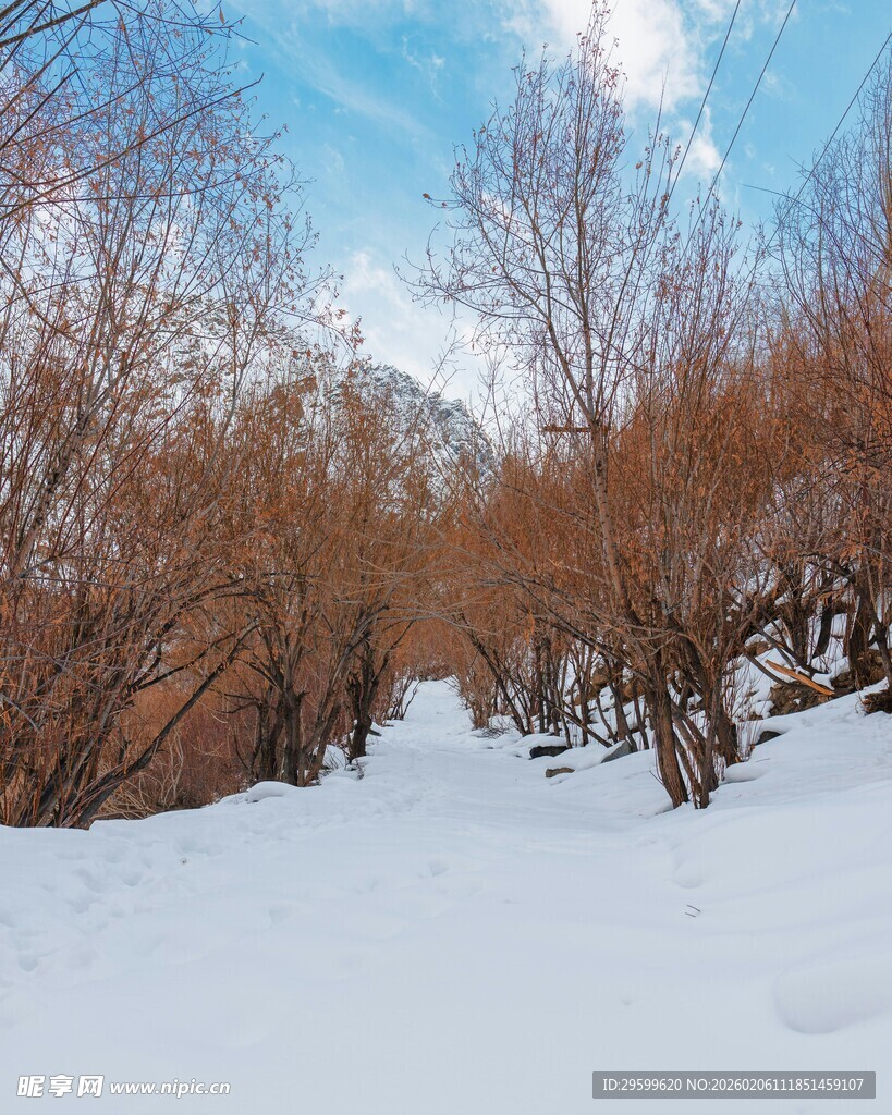 冬日雪林风景
