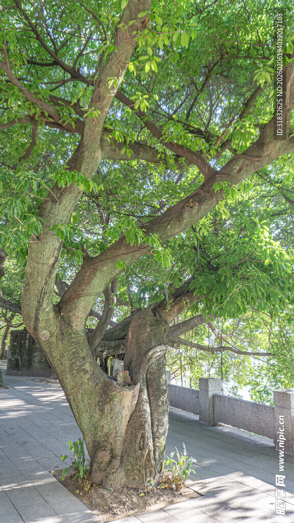 古榕树扎根于石板路旁