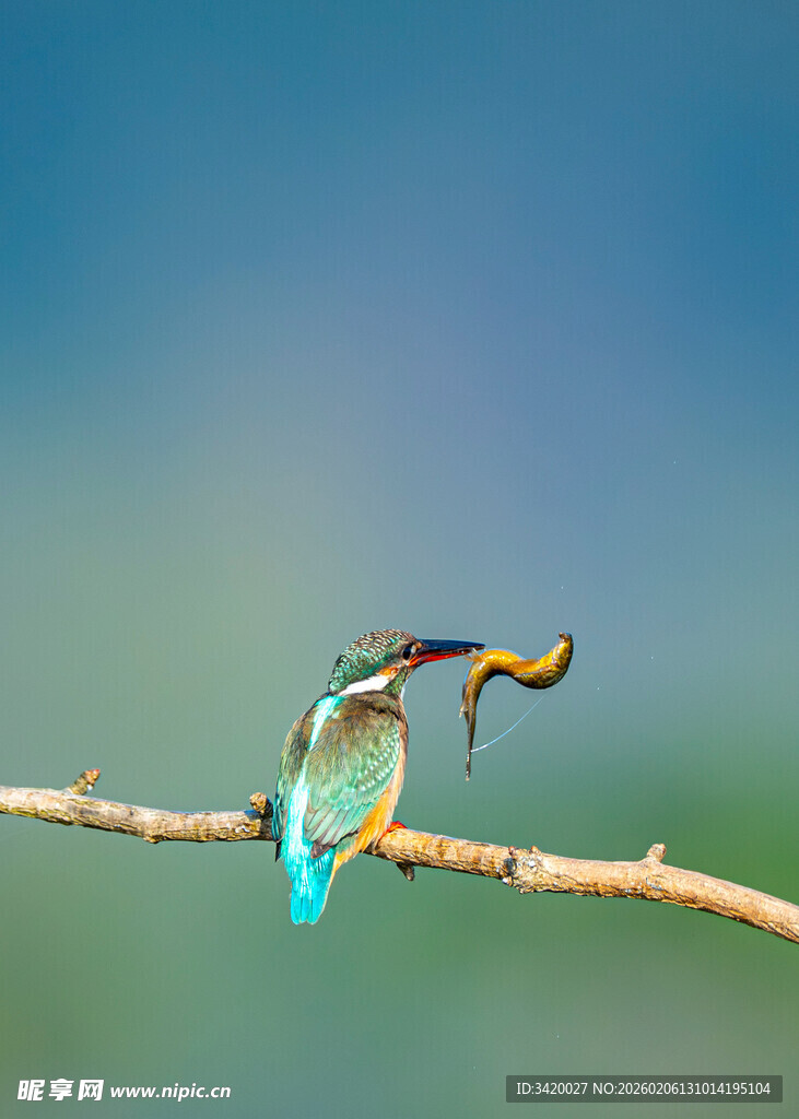 翠鸟枝头衔鱼瞬间