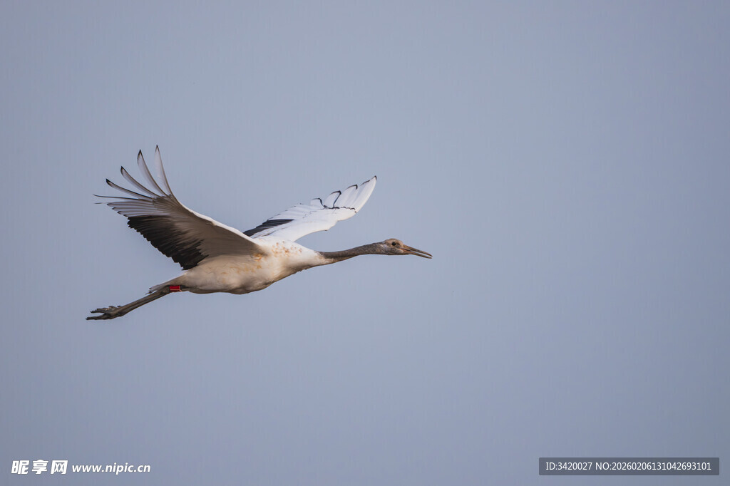 翱翔天际的优雅丹顶鹤