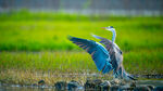 蓝鹭展翅于绿野岸边