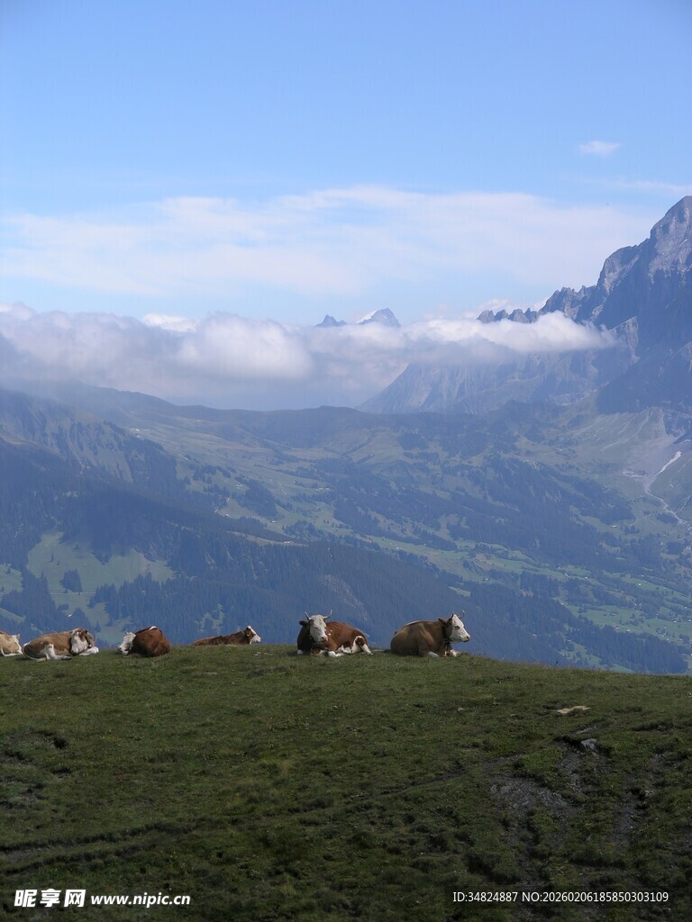 高山牧场上的悠闲羊群