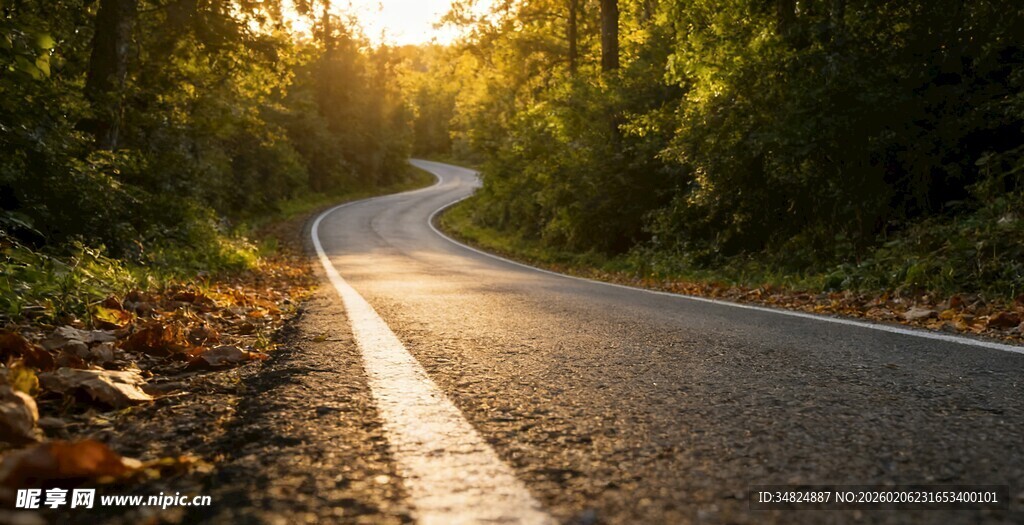 林间蜿蜒公路沐浴晨光
