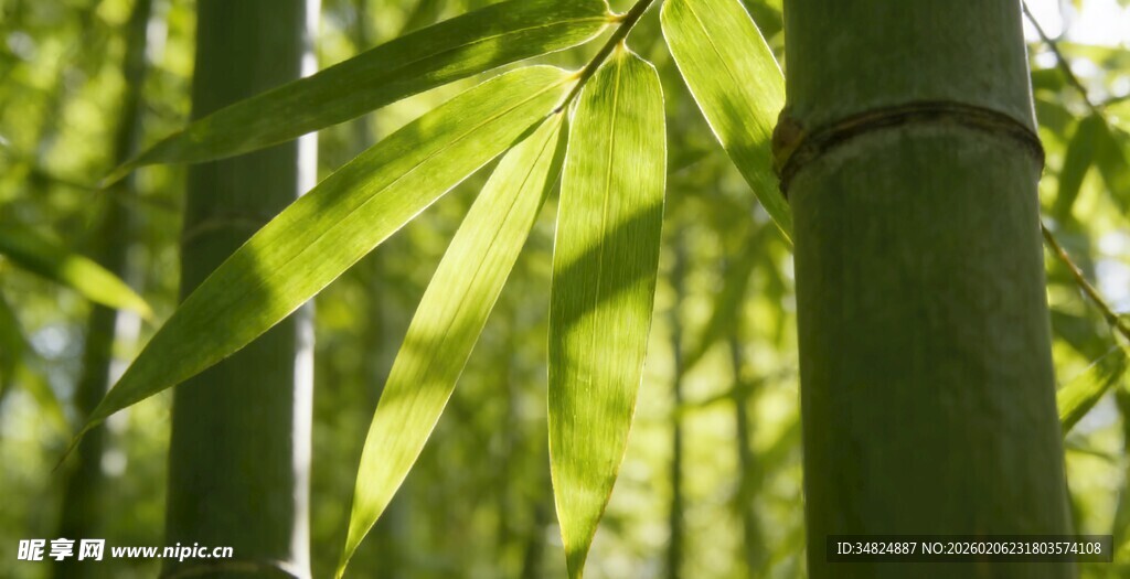 翠绿竹叶下的挺拔青竹