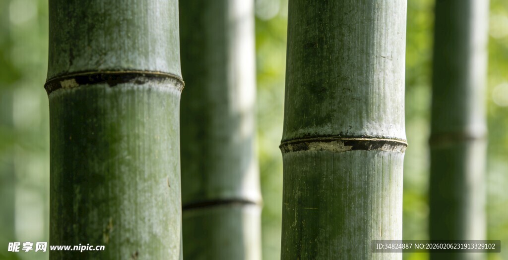 翠绿挺拔的几株青竹