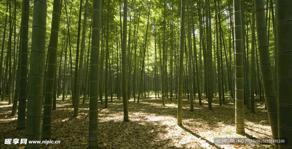 翠绿竹林阳光洒落之景