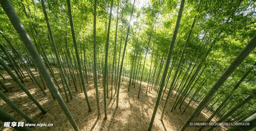 翠绿竹林间的清幽小径