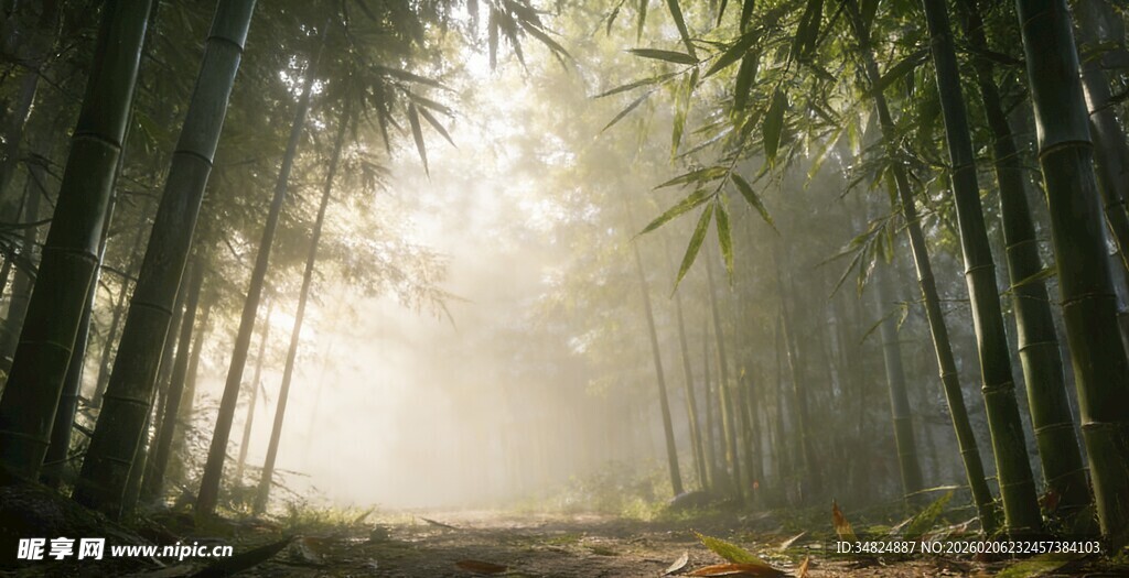 晨雾中的静谧竹林