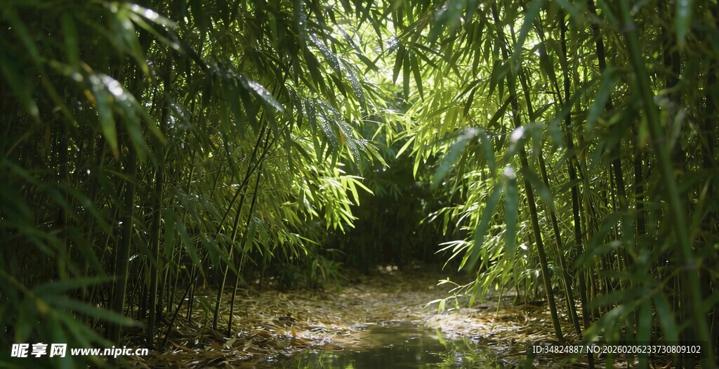 幽谧竹林间的蜿蜒小径