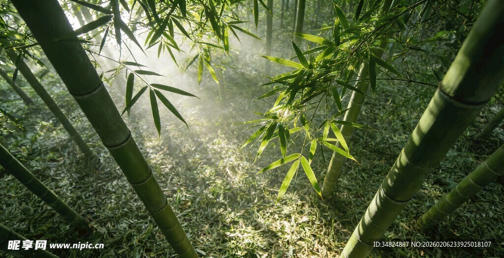 阳光洒落的清幽竹林