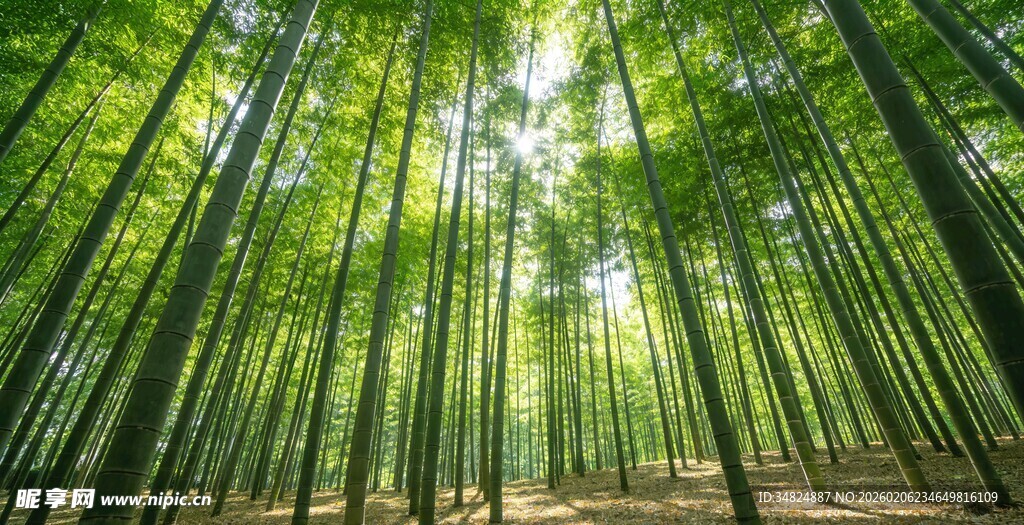 翠绿竹林阳光洒落之景